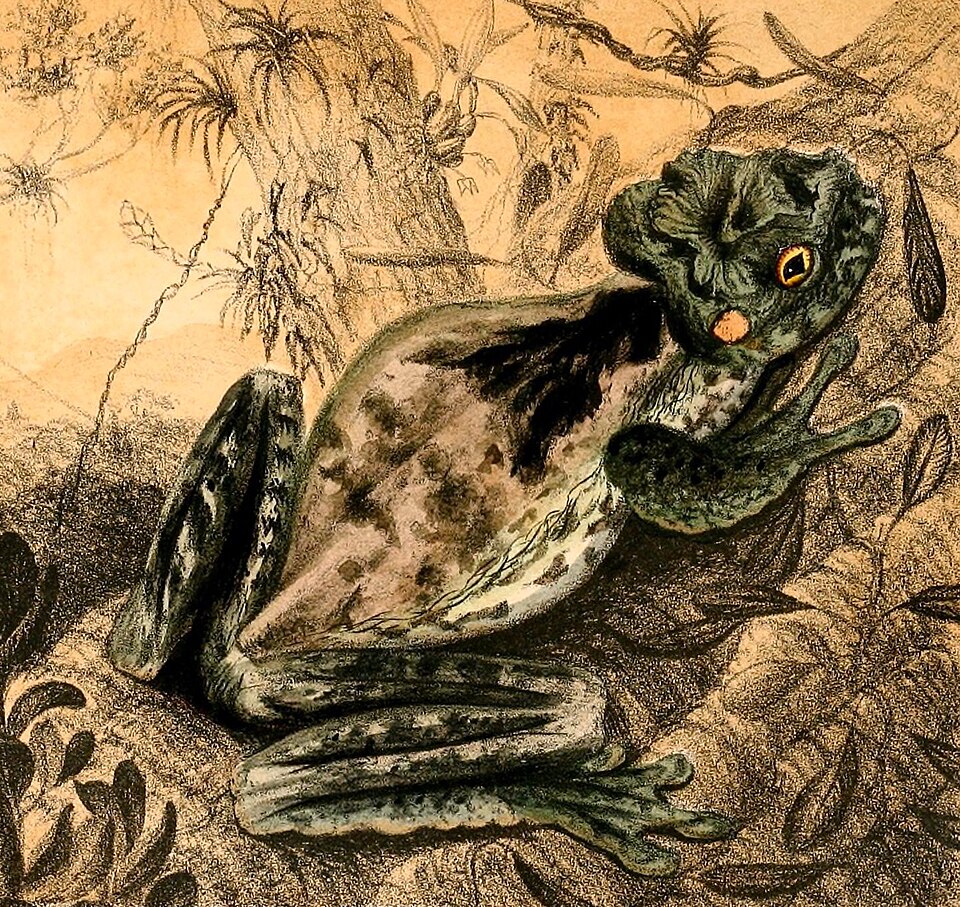 Jamaican Snoring Frog