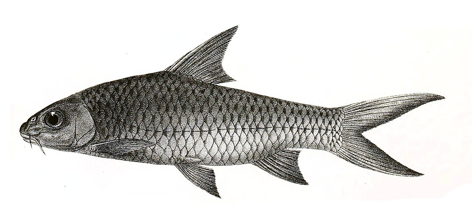 Red Canarese Barb