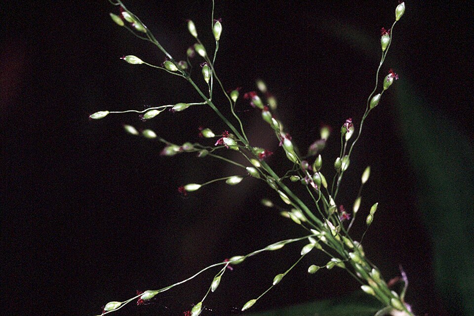 Dichanthelium