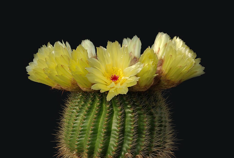 Parodia tenuicylindrica