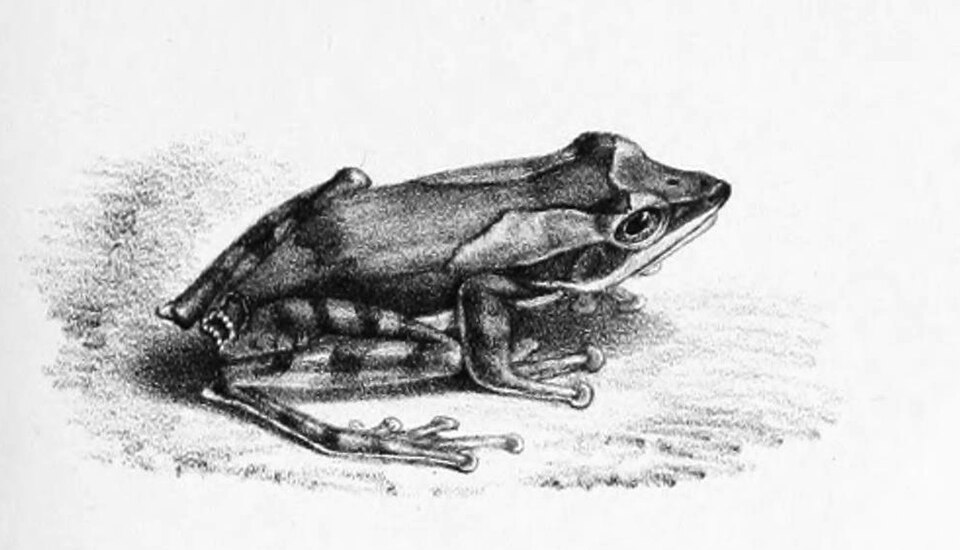 Taruga