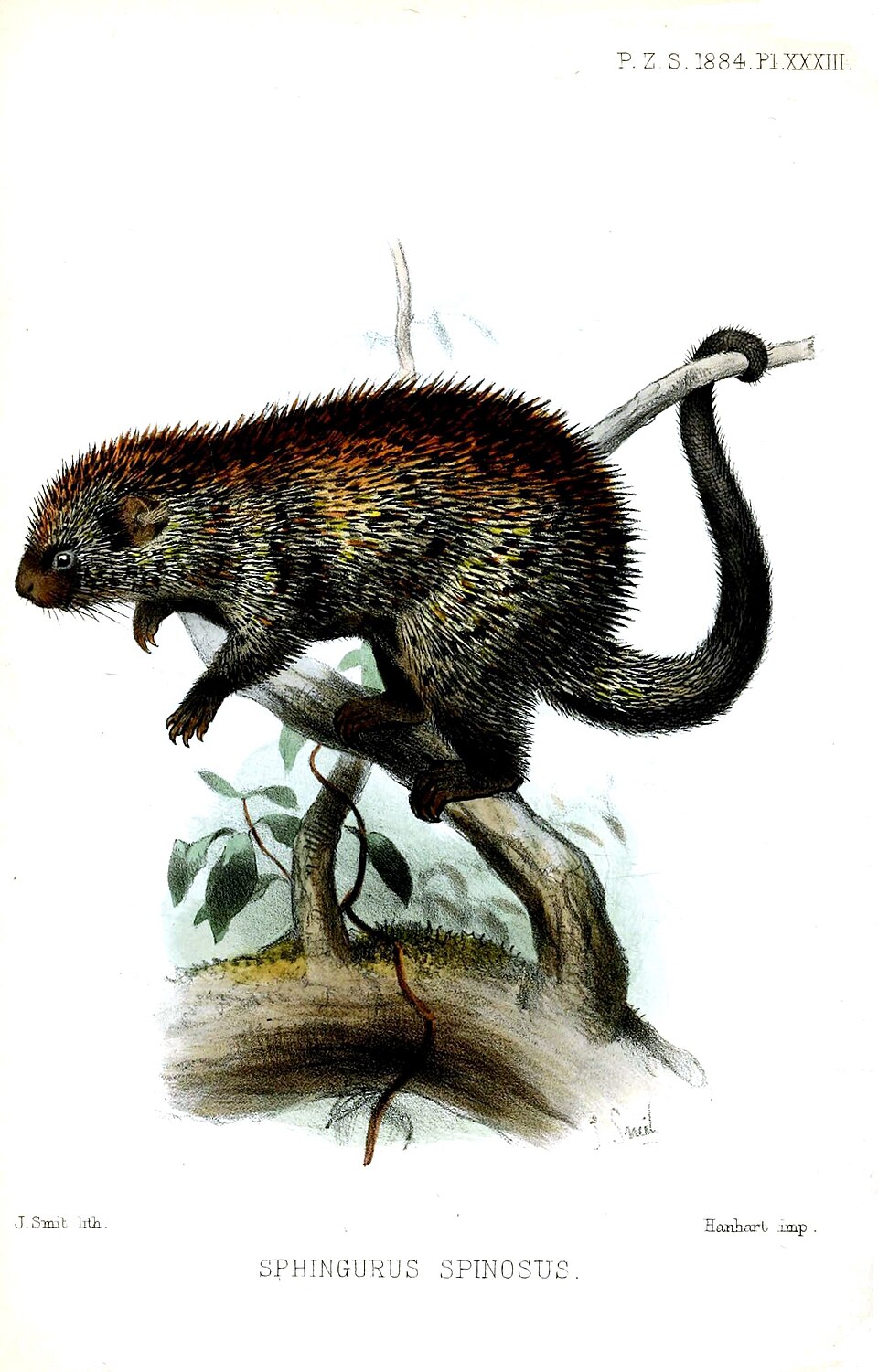 Orange-spined hairy dwarf porcupine