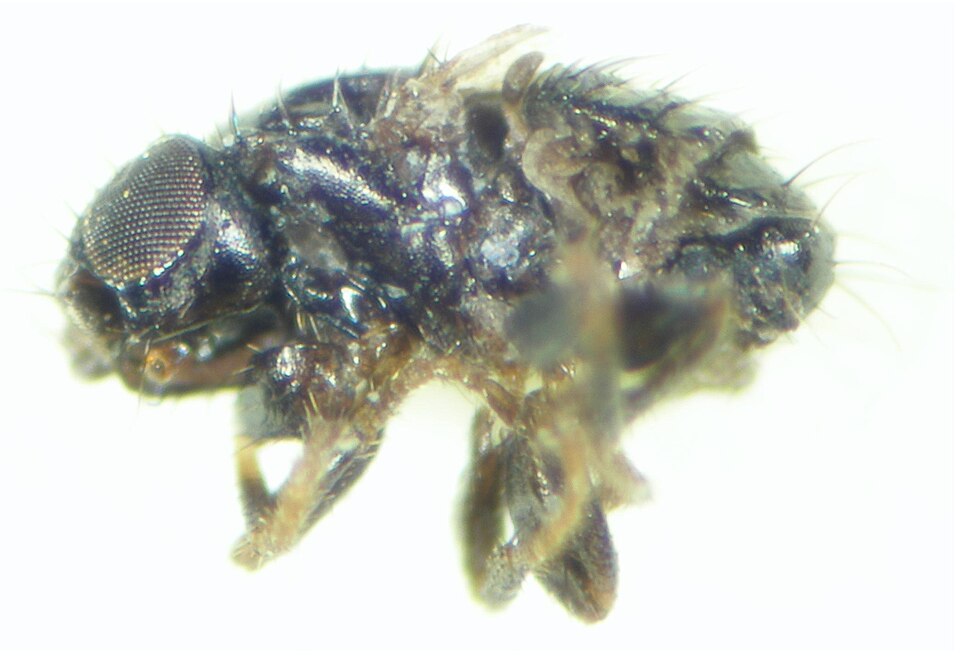 Carnidae