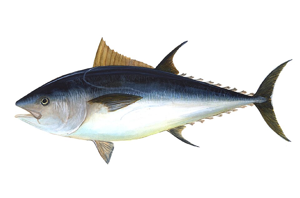 oily fish