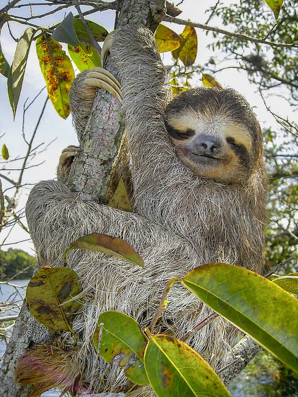 sloth