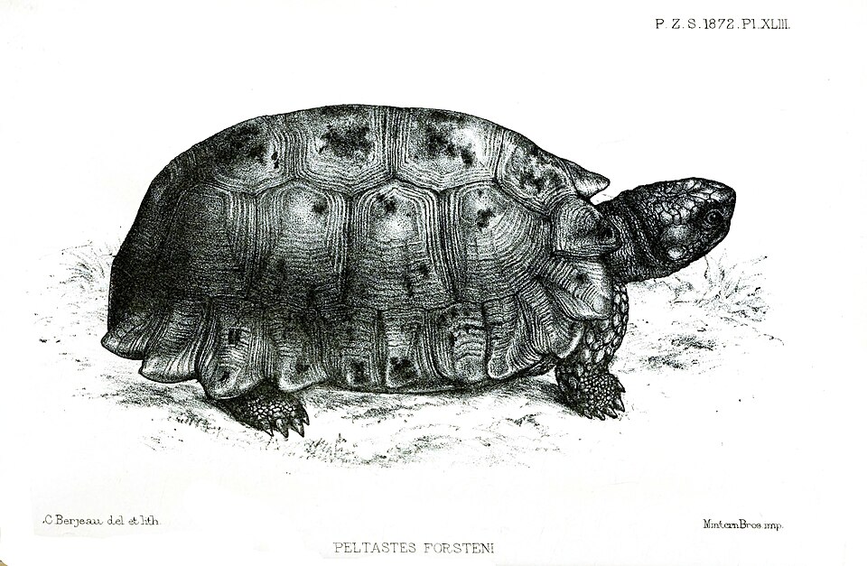 Forsten's tortoise