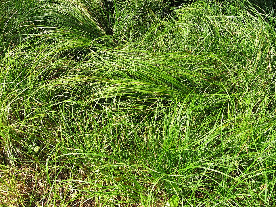 Carex pensylvanica