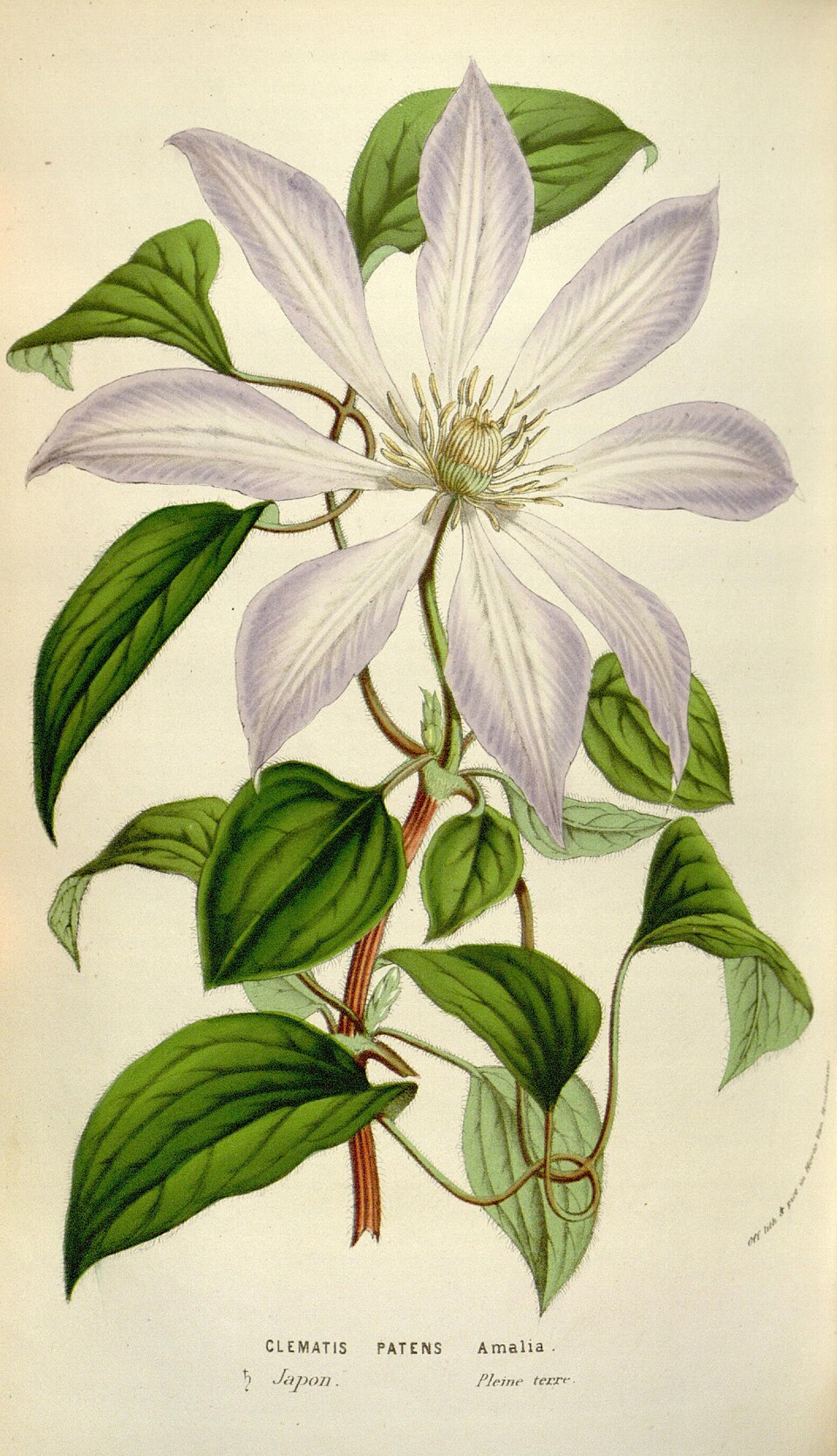 Clematis patens