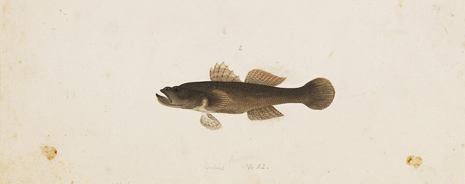 Glossogobius olivaceus