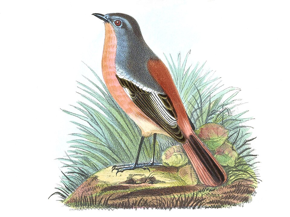 Przevalski's Redstart