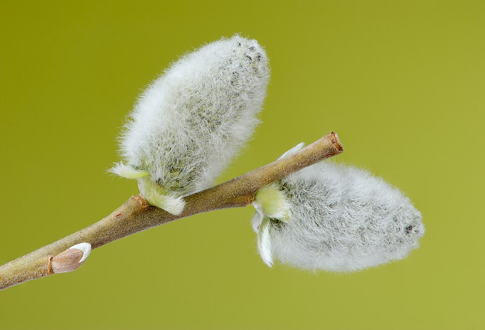 pussy willow