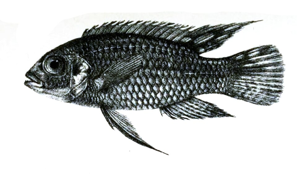 Pelvicachromis subocellatus