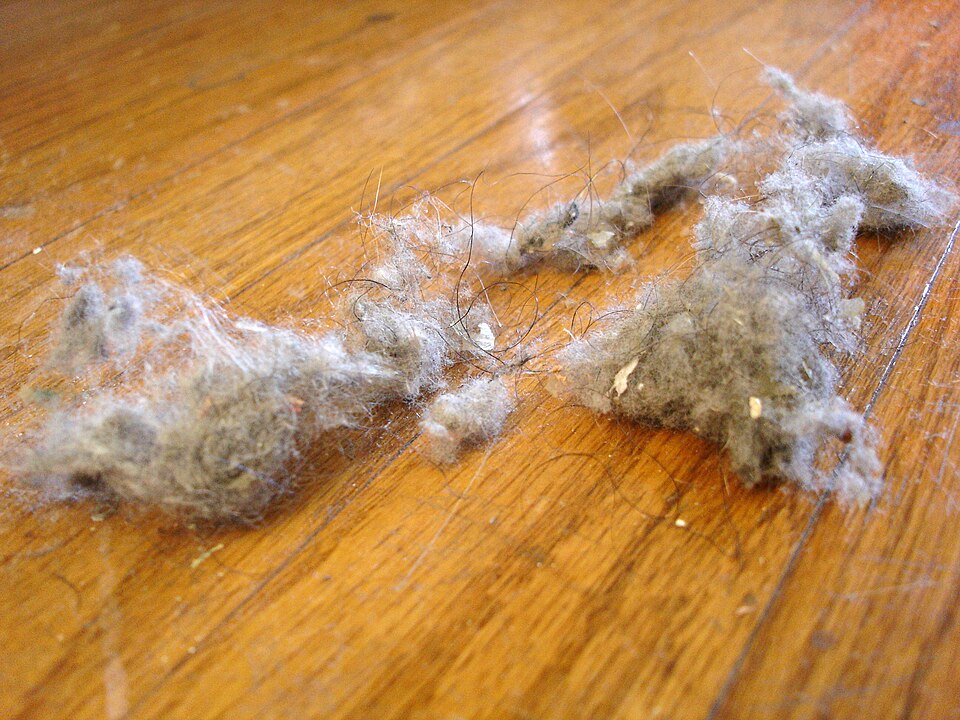 dust bunny