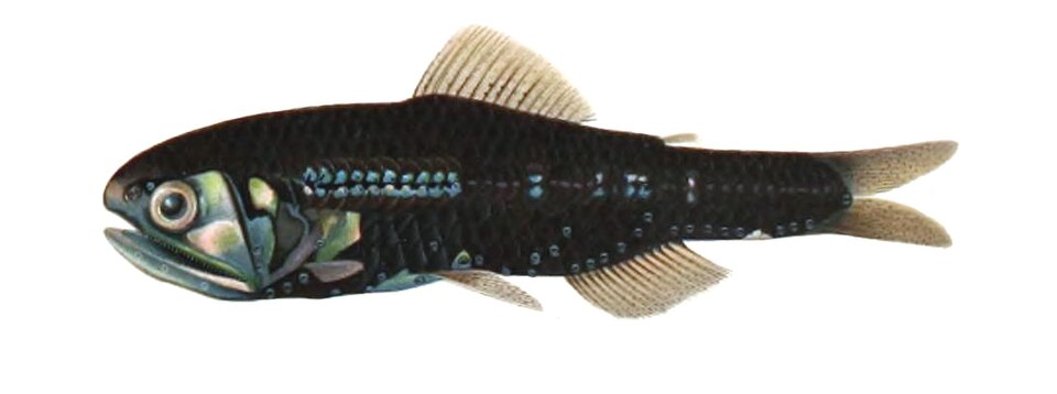 Lobianchia gemellarii