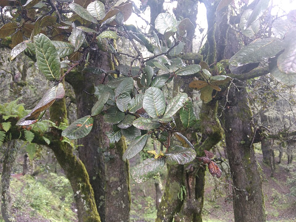 Quercus semecarpifolia