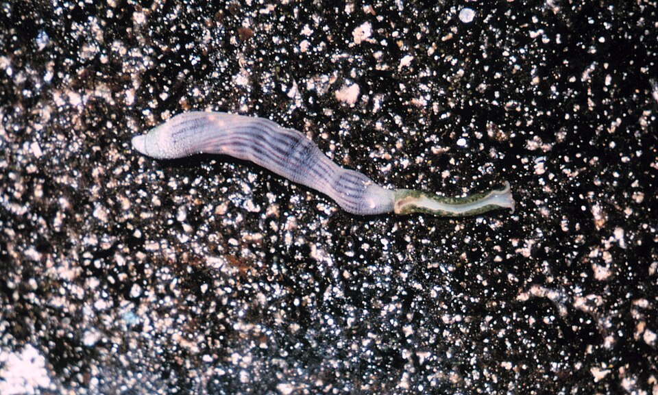 Sipunculidea
