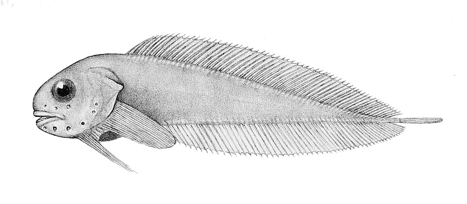 Paraliparis