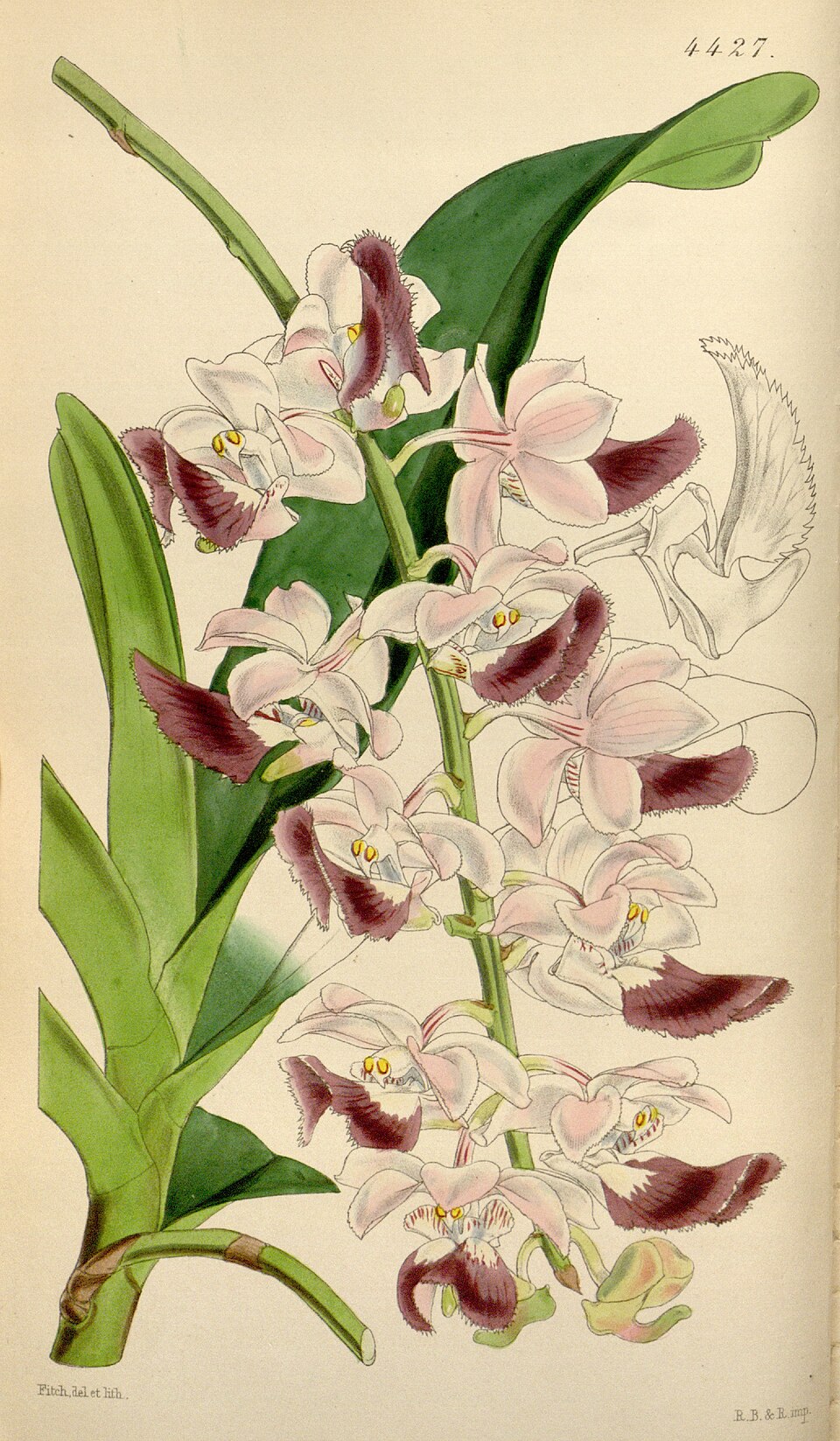 Aerides crispa