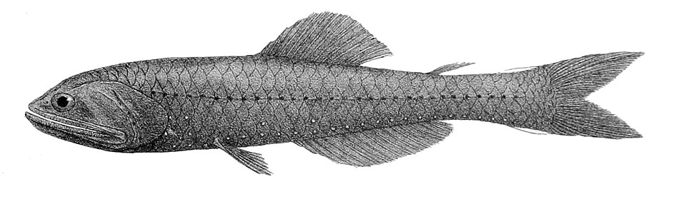 Nannobrachium