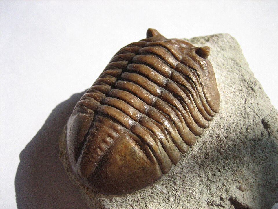 Asaphus