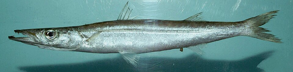 Guachanche barracuda