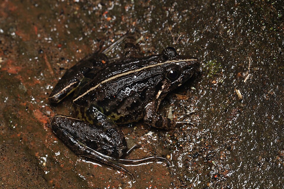 Fejervarya brevipalmata
