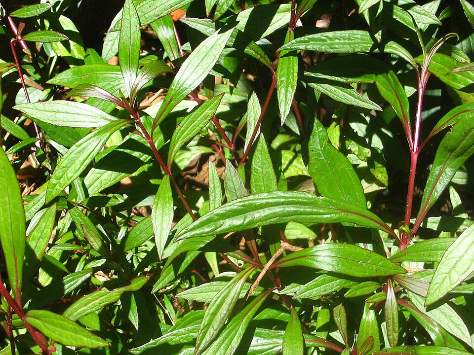 Ayapana triplinervis