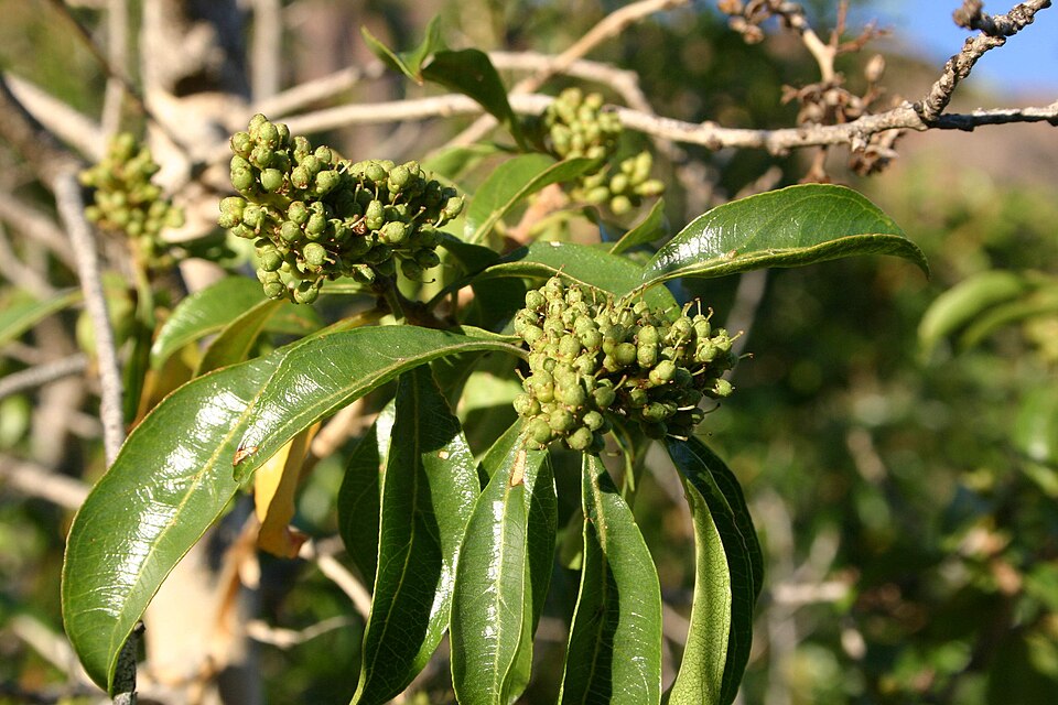Heteropyxis