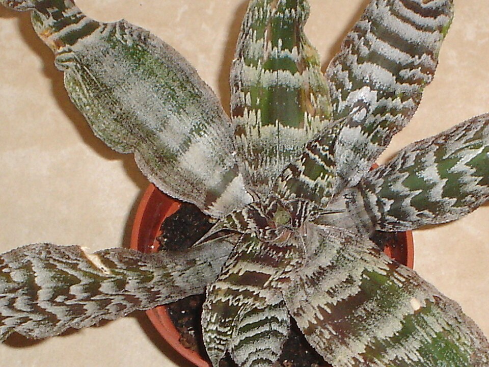 Cryptanthus