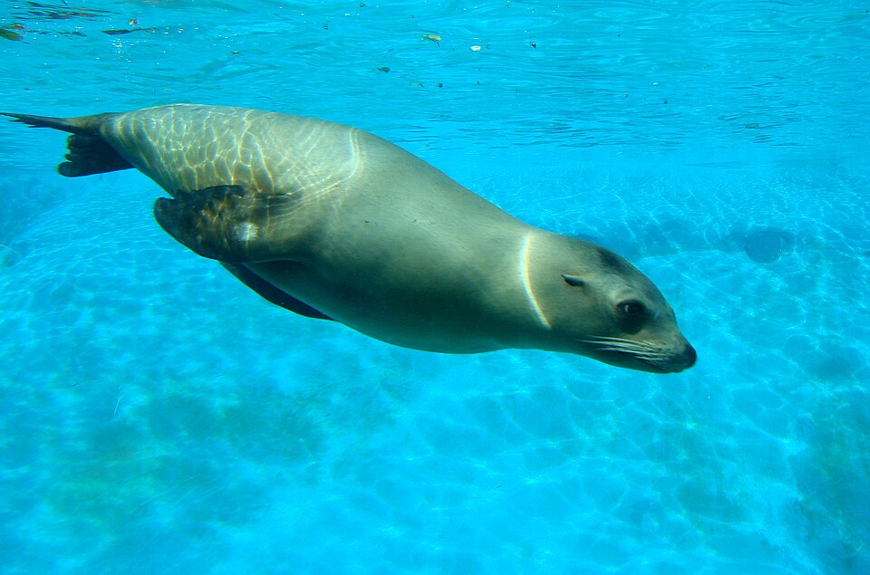Zalophus