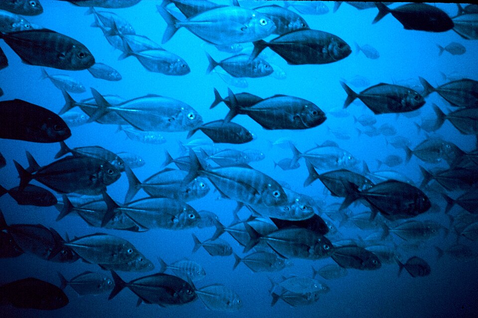 Uraspis helvola