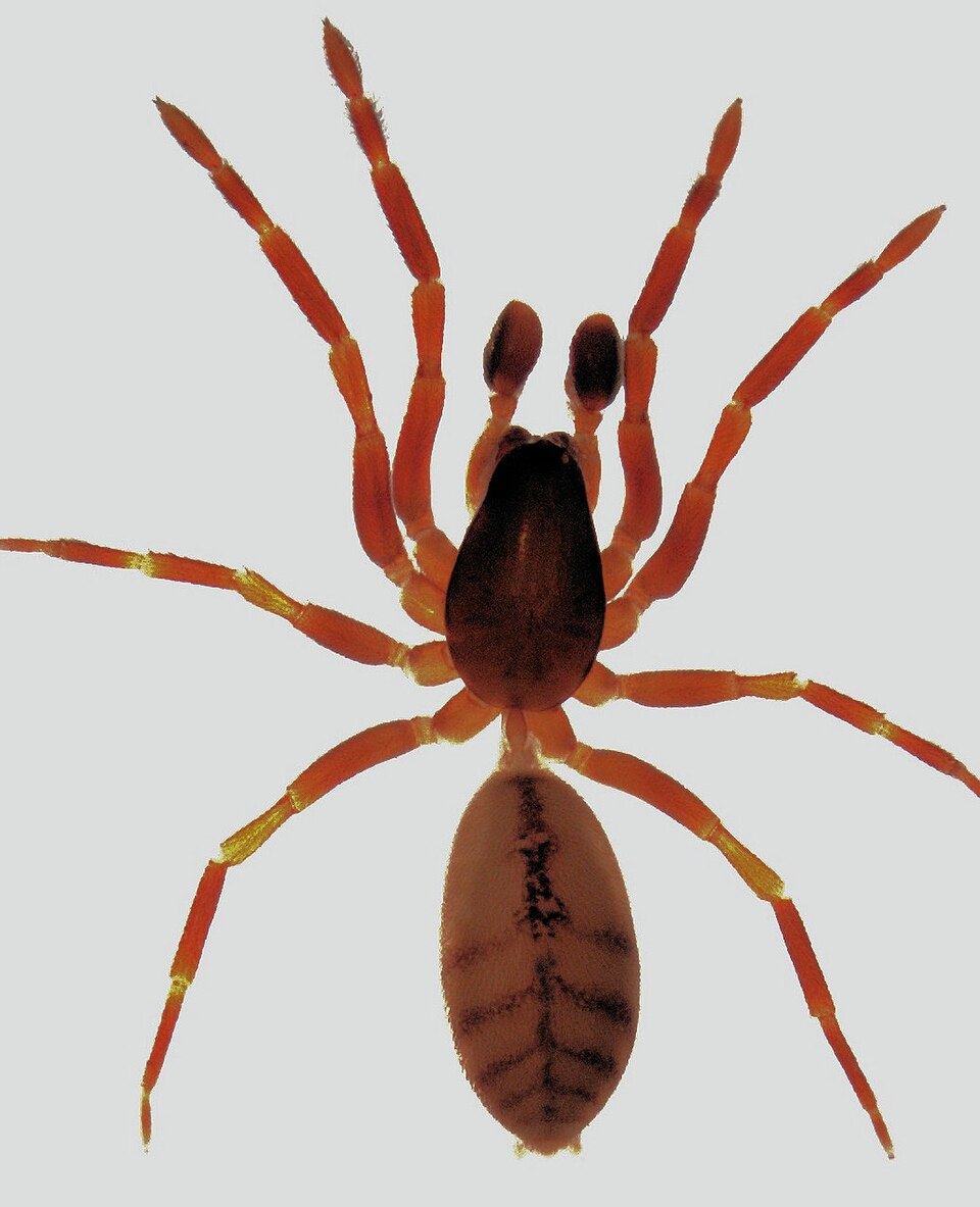 Huttonia palpimanoides