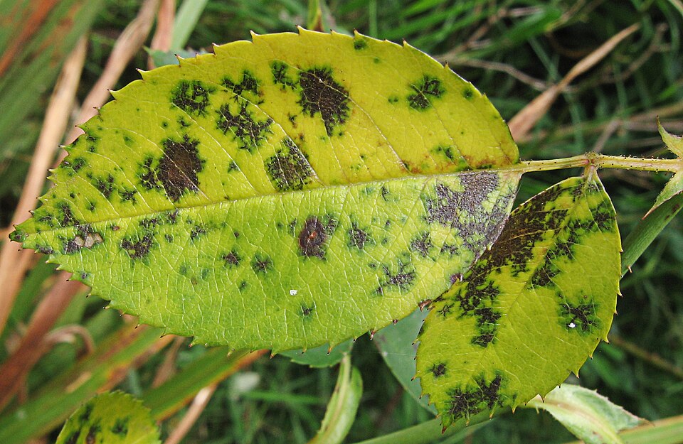 Diplocarpon