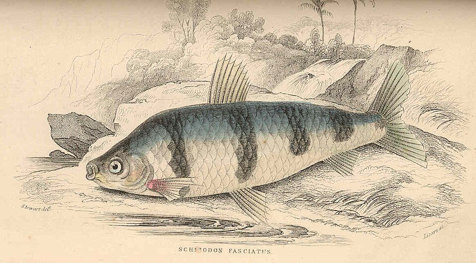 Schizodon fasciatus