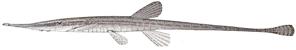 Acestridium