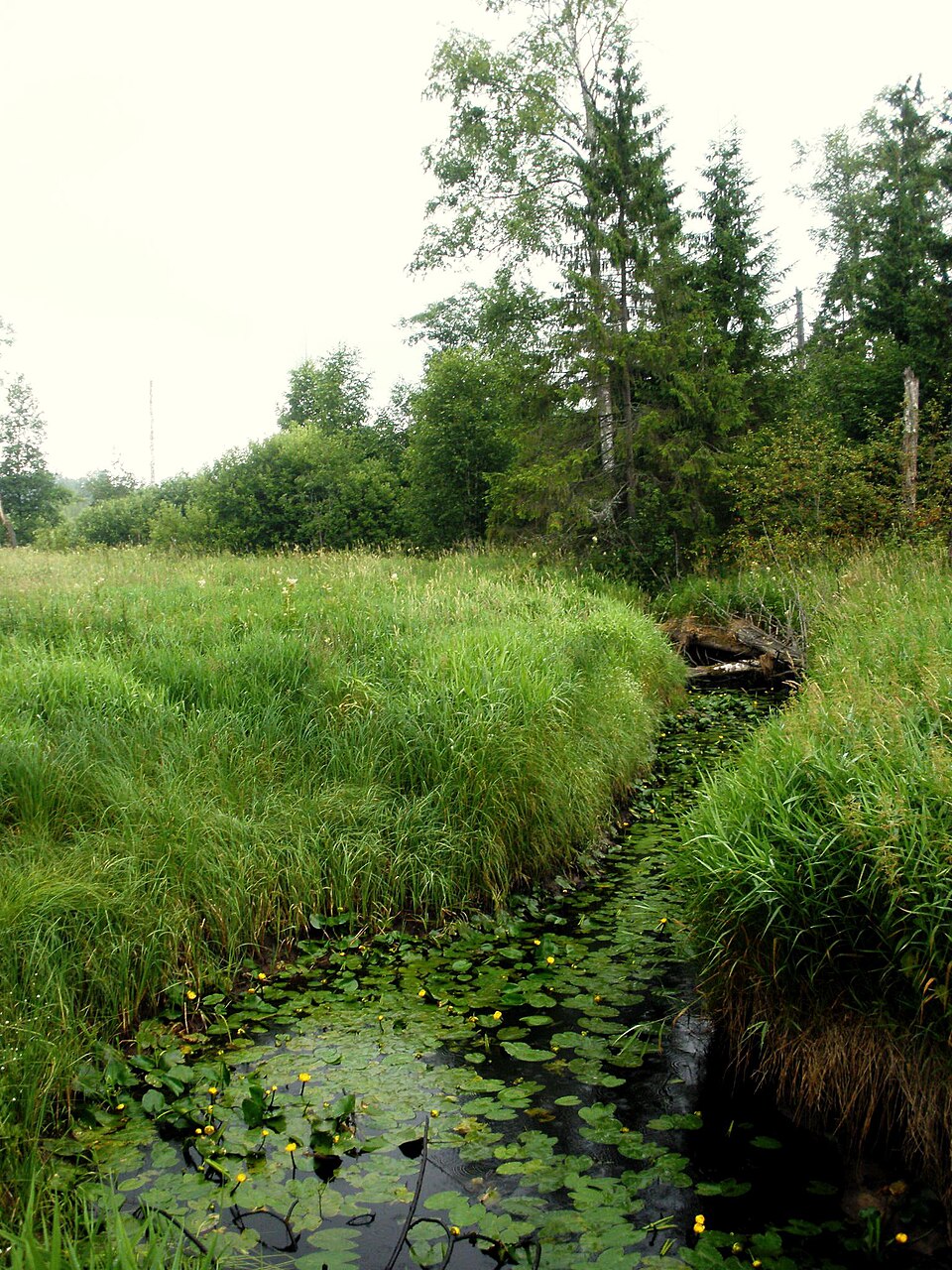 Mezha