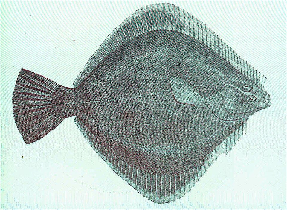 New Zealand flounder