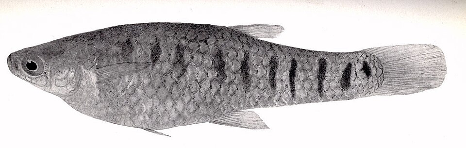 Cnesterodon carnegiei