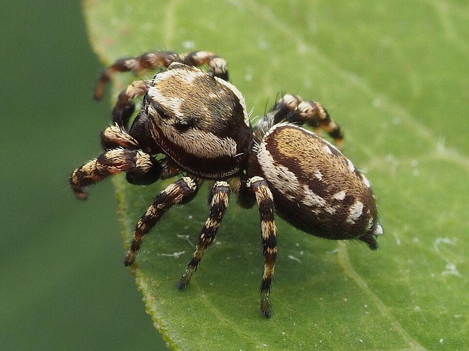 Pelegrina galathea