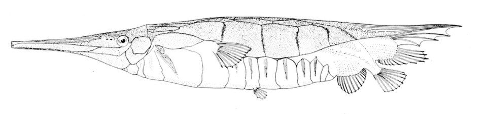 Centriscus