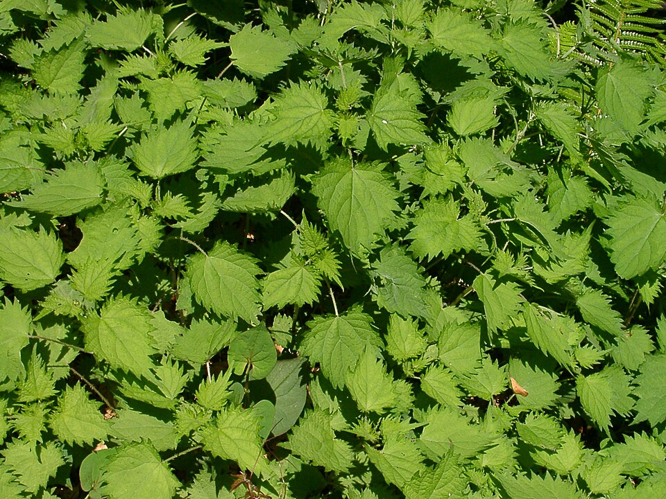 Urtica thunbergiana