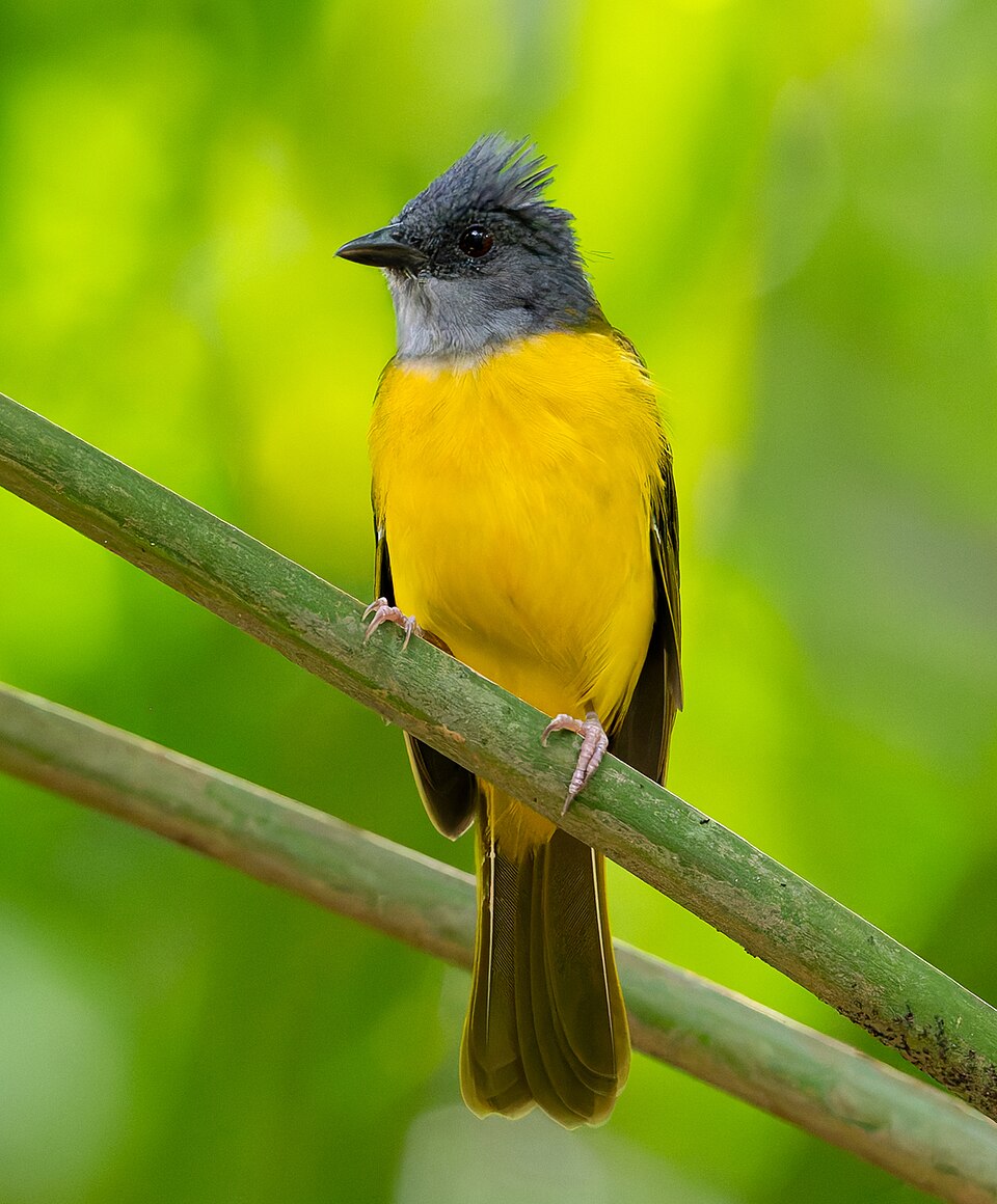 Grey-headed Tanager