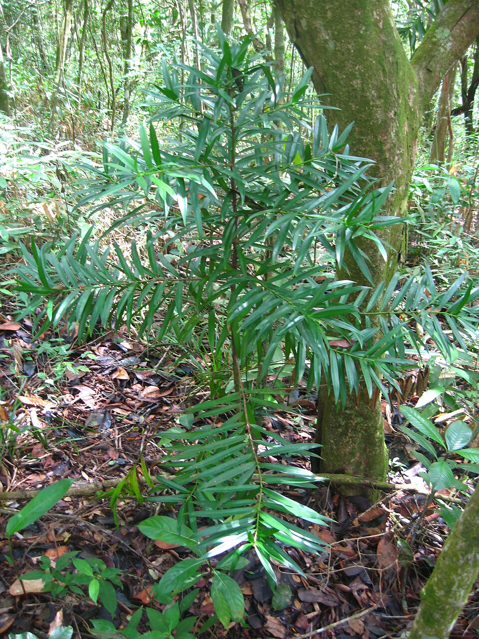 Podocarpus sellowii