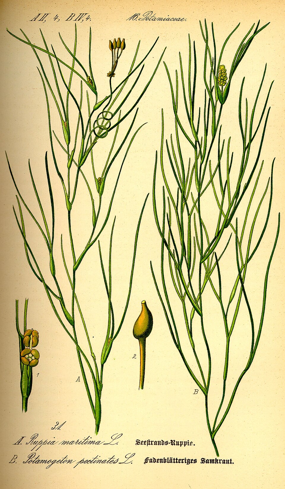 Ruppiaceae
