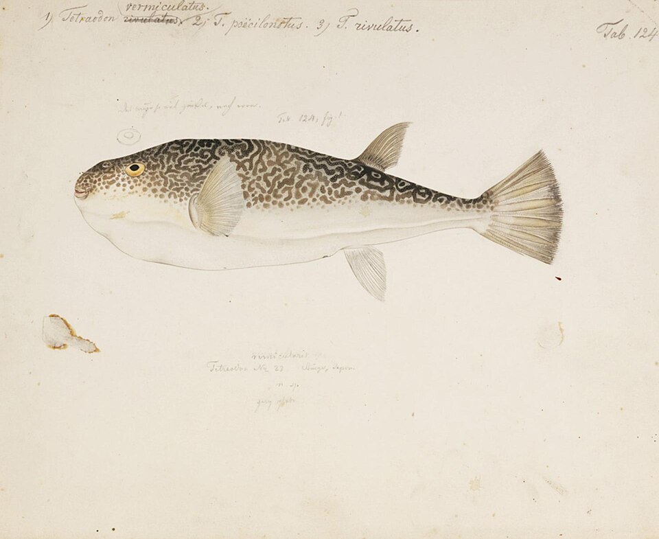 Takifugu vermicularis