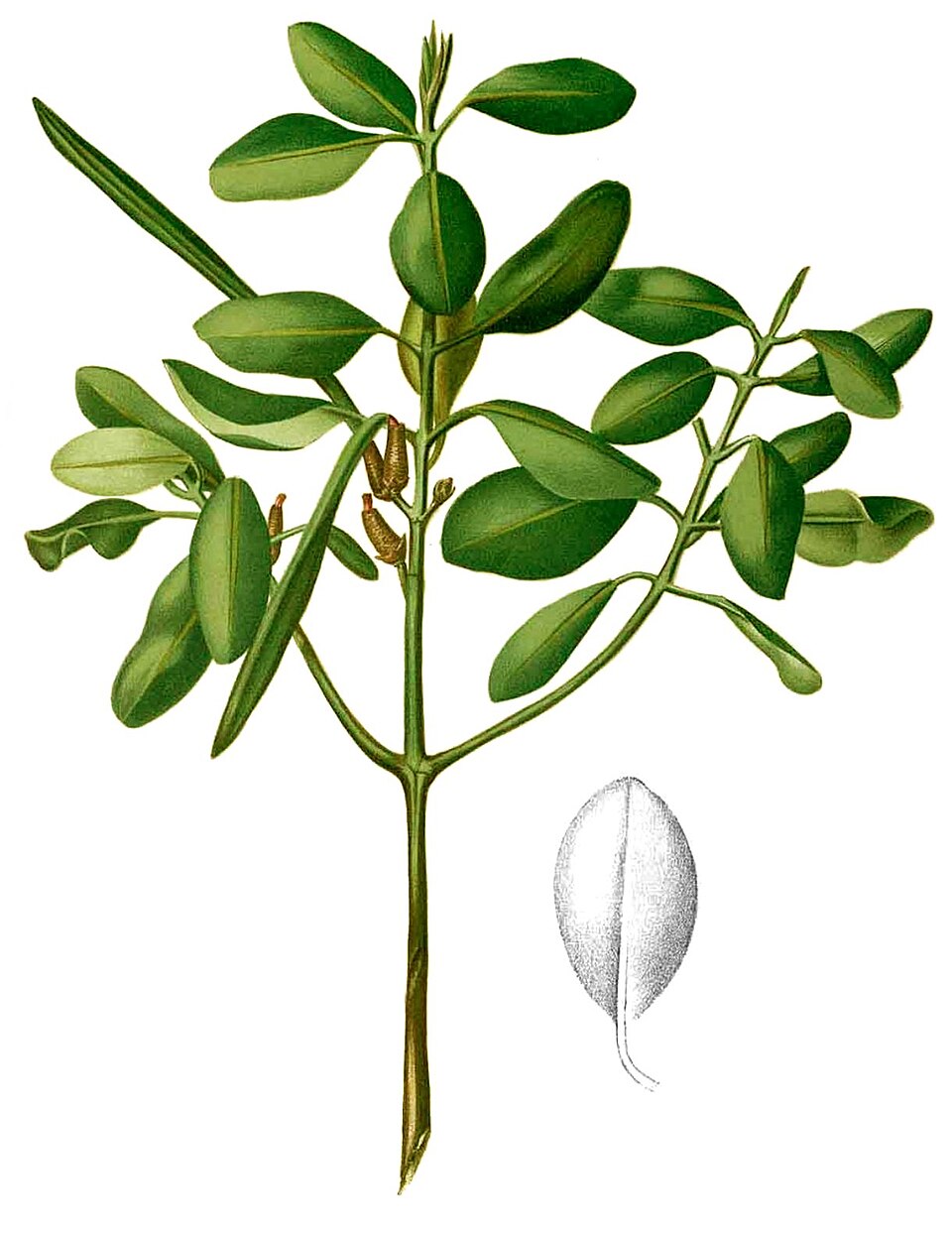 Ceriops