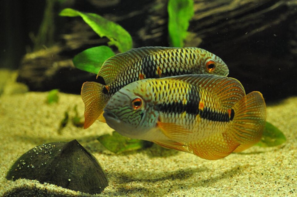 Aequidens diadema