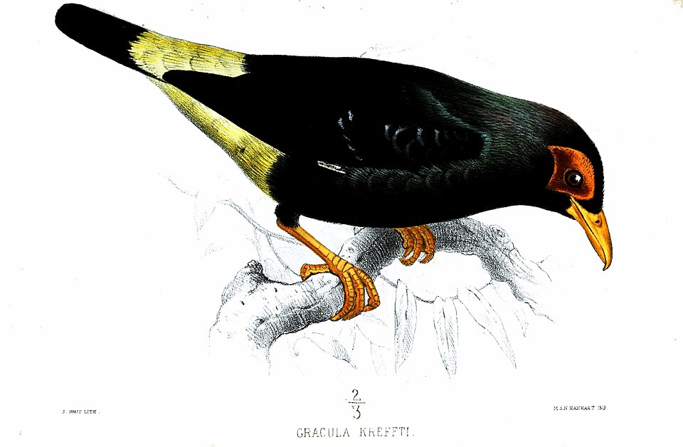 Long-tailed Myna