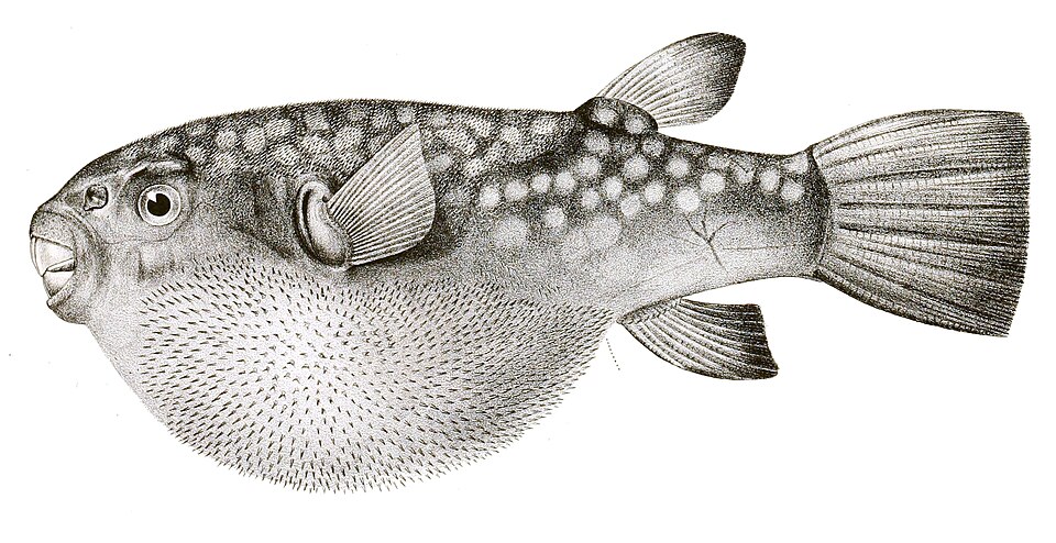 Chelonodon