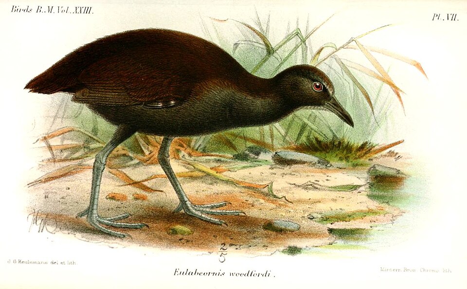 Nesoclopeus woodfordi